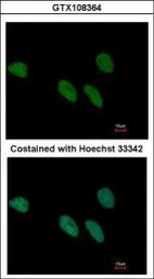 Anti-REXO4 antibody [C3], C-term used in Immunocytochemistry/ Immunofluorescence (ICC/IF). GTX108364