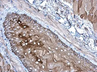 Anti-GPX7 antibody used in IHC (Paraffin sections) (IHC-P). GTX108578