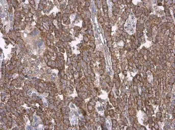 Anti-Cytochrome C antibody used in IHC (Paraffin sections) (IHC-P). GTX108585