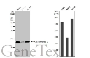 Anti-Cytochrome C antibody used in Western Blot (WB). GTX108585