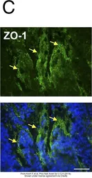 Anti-ZO-1 antibody used in IHC (Frozen sections) (IHC-Fr). GTX108592