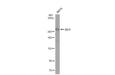 Anti-ZO-1 antibody used in Western Blot (WB). GTX108592