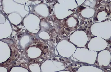 Anti-ZO-1 antibody used in IHC (Paraffin sections) (IHC-P). GTX108592