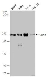 Anti-ZO-1 antibody used in Western Blot (WB). GTX108592