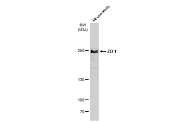 Anti-ZO-1 antibody [N1N2], N-term used in Western Blot (WB). GTX108613