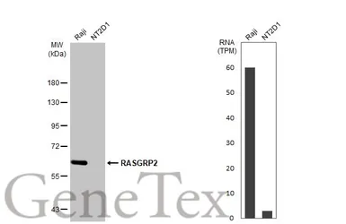 Anti-RASGRP2 antibody used in Western Blot (WB). GTX108616