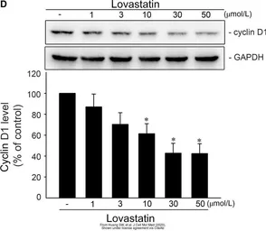 Anti-Cyclin D1 antibody [N1C3] used in Western Blot (WB). GTX108624