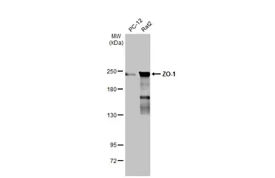Anti-ZO-1 antibody [N2C1], Internal used in Western Blot (WB). GTX108627
