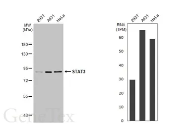 Anti-STAT3 antibody used in Western Blot (WB). GTX108630