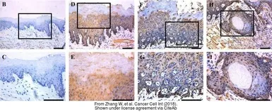 Anti-TEAD4 antibody used in IHC (Paraffin sections) (IHC-P). GTX108750