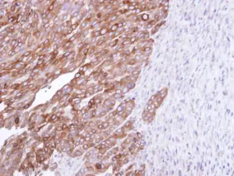 Anti-FDFT1 antibody [N1C3] used in IHC (Paraffin sections) (IHC-P). GTX108885