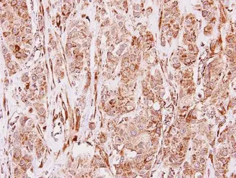 Anti-MMP19 antibody used in IHC (Paraffin sections) (IHC-P). GTX108931