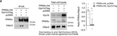 Anti-PI3 kinase p150 antibody [C1C3] used in Western Blot (WB). GTX108953