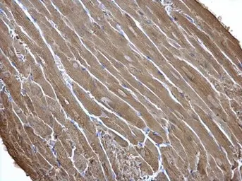 Anti-Creatine kinase (muscle) antibody [N2C3] used in IHC (Paraffin sections) (IHC-P). GTX108969