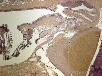 Anti-Creatine kinase (muscle) antibody [N2C3] used in IHC (Paraffin sections) (IHC-P). GTX108969