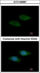 Anti-SNTB2 antibody [N2C3-2] used in Immunocytochemistry/ Immunofluorescence (ICC/IF). GTX108987