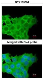 Anti-Eg5 antibody [C2C3], C-term used in Immunocytochemistry/ Immunofluorescence (ICC/IF). GTX109054