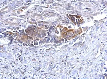 Anti-BCL10 antibody [N1C3] used in IHC (Paraffin sections) (IHC-P). GTX109159