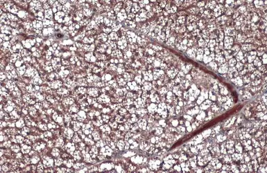 Anti-Leptin antibody used in IHC (Paraffin sections) (IHC-P). GTX109204