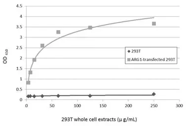 Anti-Arginase 1 antibody used in ELISA (ELISA). GTX109242