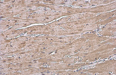 Anti-ANP antibody used in IHC (Paraffin sections) (IHC-P). GTX109255