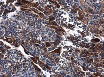 Anti-DNase I antibody [N1C3] used in IHC (Paraffin sections) (IHC-P). GTX109306