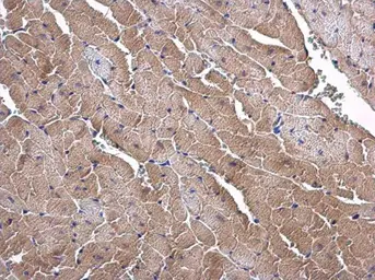 Anti-SLC25A15 antibody [N1C3-2] used in IHC (Paraffin sections) (IHC-P). GTX109432