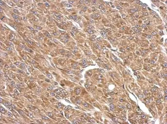 Anti-SPATA16 antibody used in IHC (Paraffin sections) (IHC-P). GTX109460