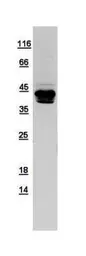 Human Syntaxin 18 protein, His tag. GTX109514-pro