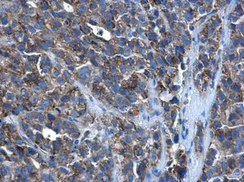 Anti-PEX26 antibody used in IHC (Paraffin sections) (IHC-P). GTX109551