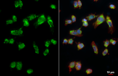 Anti-PEX26 antibody used in Immunocytochemistry/ Immunofluorescence (ICC/IF). GTX109551