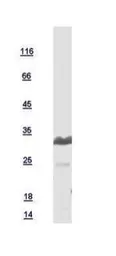 Human CHMP4B protein, His tag. GTX109564-pro