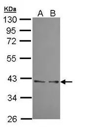 Anti-UFD1L antibody used in Western Blot (WB). GTX109579