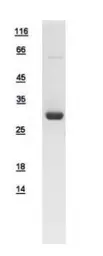 Human ATPAF2 protein, His tag. GTX109593-pro