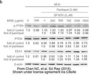 Anti-EEA1 antibody [C3], C-term used in Western Blot (WB). GTX109638