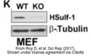Anti-beta Actin antibody used in Western Blot (WB). GTX109639