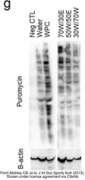 Anti-beta Actin antibody used in Western Blot (WB). GTX109639