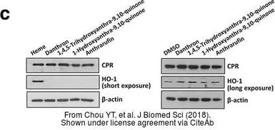 Anti-beta Actin antibody used in Western Blot (WB). GTX109639