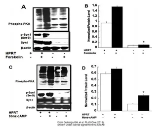 Anti-beta Actin antibody used in Western Blot (WB). GTX109639