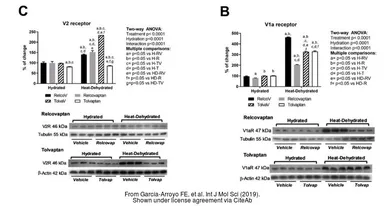 Anti-beta Actin antibody used in Western Blot (WB). GTX109639