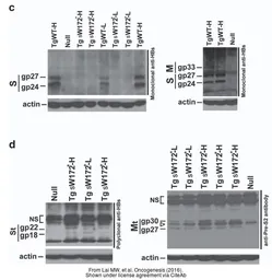 Anti-beta Actin antibody used in Western Blot (WB). GTX109639