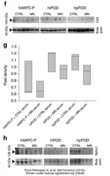 Anti-beta Actin antibody used in Western Blot (WB). GTX109639