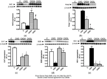 Anti-beta Actin antibody used in Western Blot (WB). GTX109639
