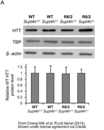 Anti-beta Actin antibody used in Western Blot (WB). GTX109639
