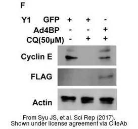 Anti-beta Actin antibody used in Western Blot (WB). GTX109639
