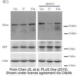 Anti-beta Actin antibody used in Western Blot (WB). GTX109639