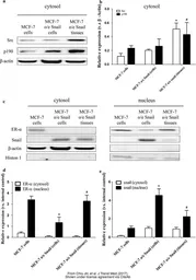 Anti-beta Actin antibody used in Western Blot (WB). GTX109639