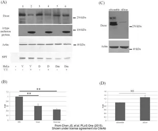 Anti-beta Actin antibody used in Western Blot (WB). GTX109639