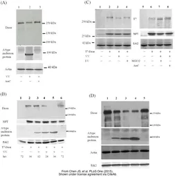 Anti-beta Actin antibody used in Western Blot (WB). GTX109639