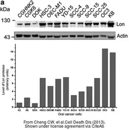 Anti-beta Actin antibody used in Western Blot (WB). GTX109639